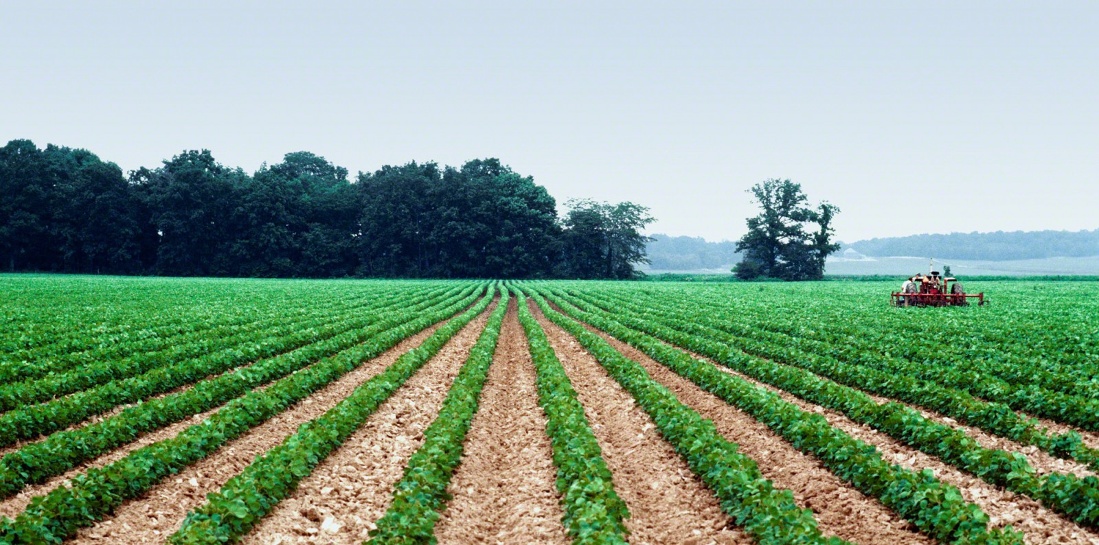 Bunge Global
