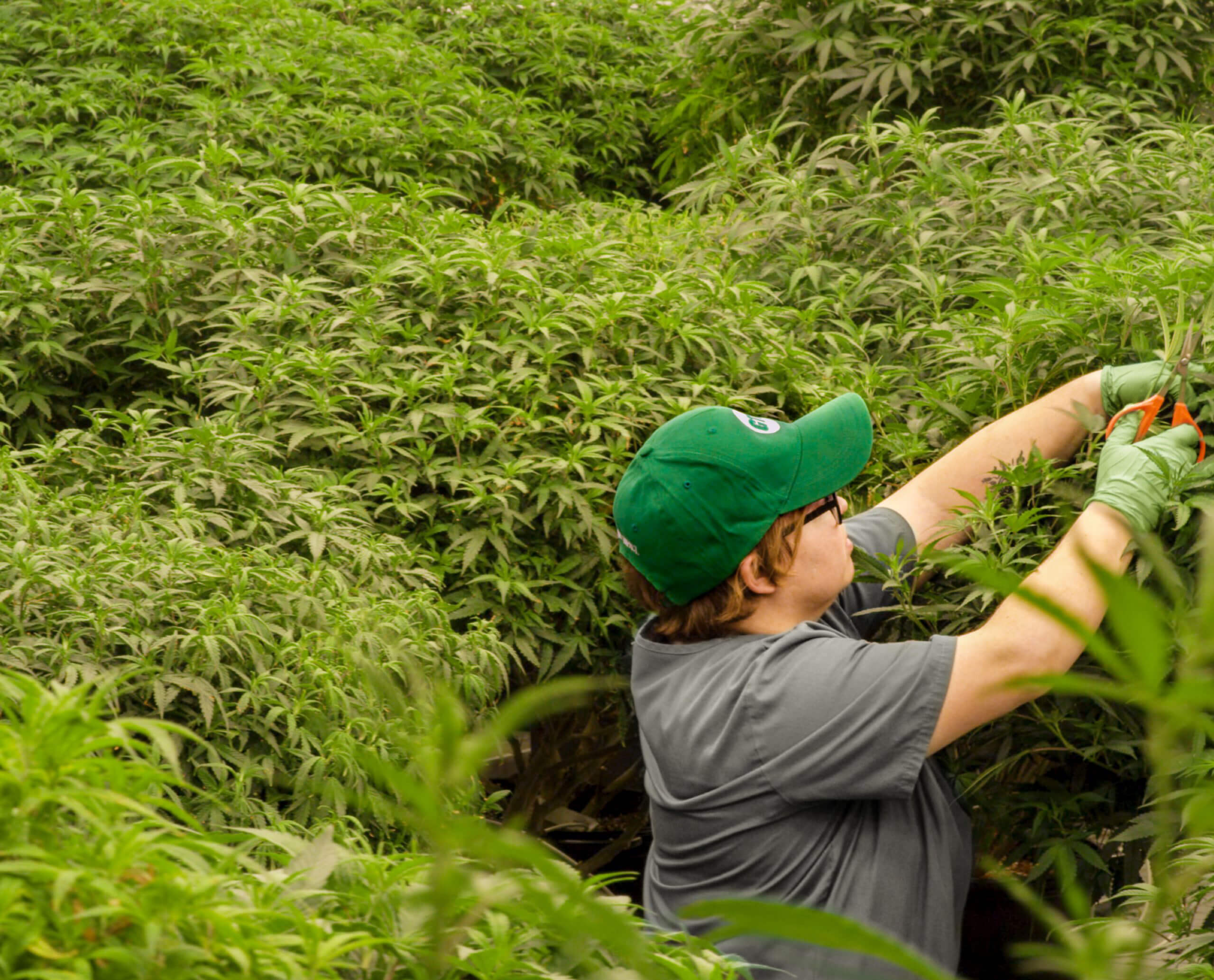 Green Thumb Industries
