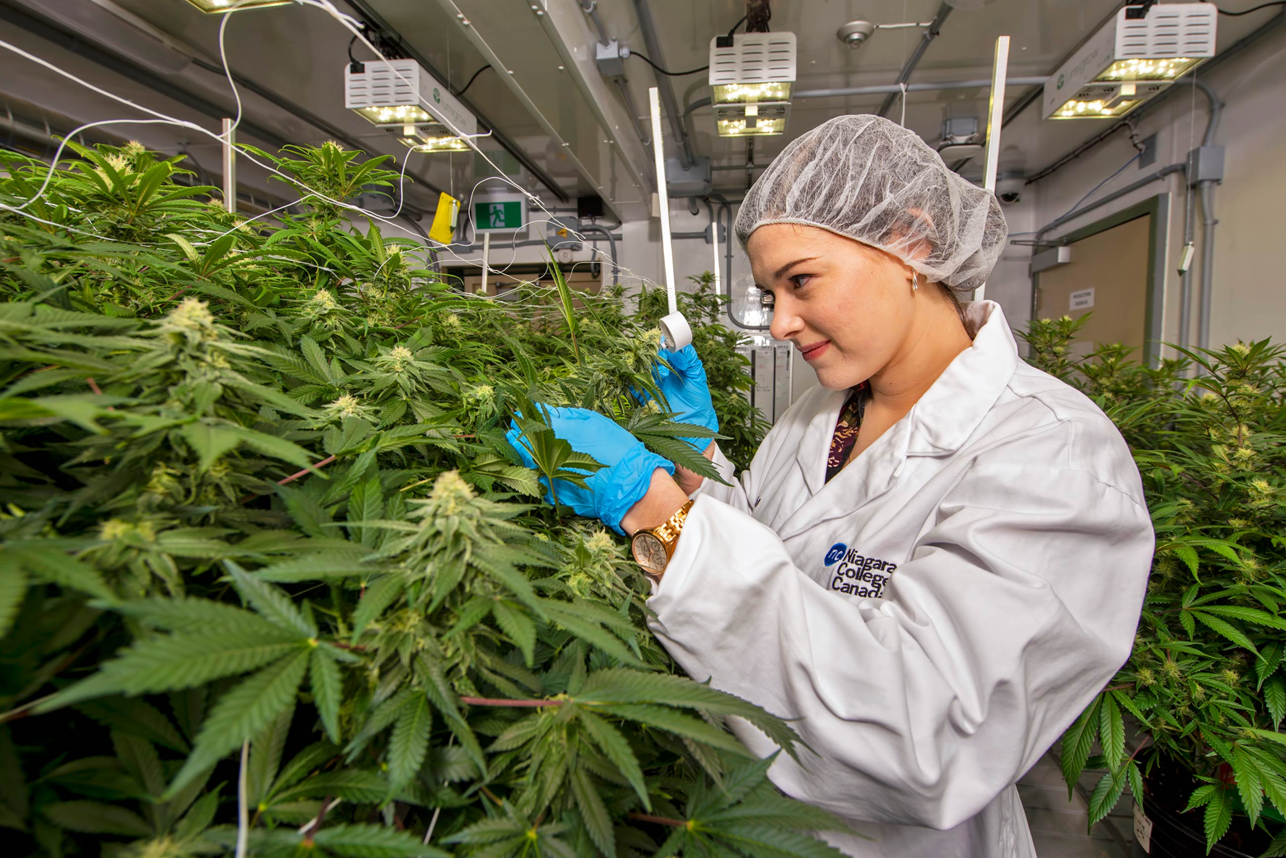 Trulieve Cannabis